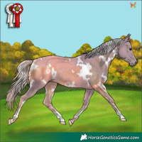 Horse Color:Watercolor White Spotted Silver Smoky Black Rabicano 