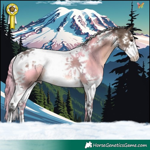 Horse Color:Brown Dun Sabino Splash Tobiano 