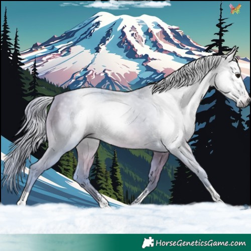 Horse Color:Gray Watercolor Buckskin 