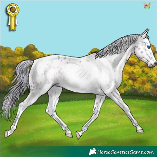 Horse Color:Gray Watercolor Brown Splash Tobiano Appaloosa 