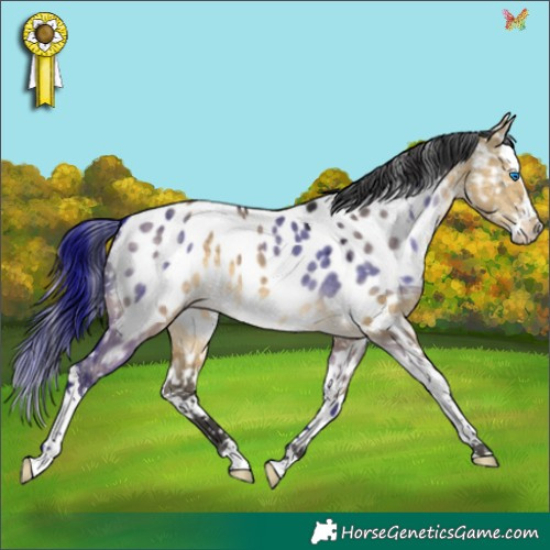Horse Color:Buckskin Dun Splash Appaloosa 