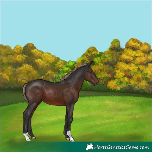 Horse Color:Liver Chestnut 