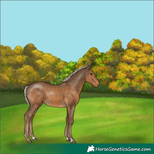 Horse Color:Chocolate Palomino 