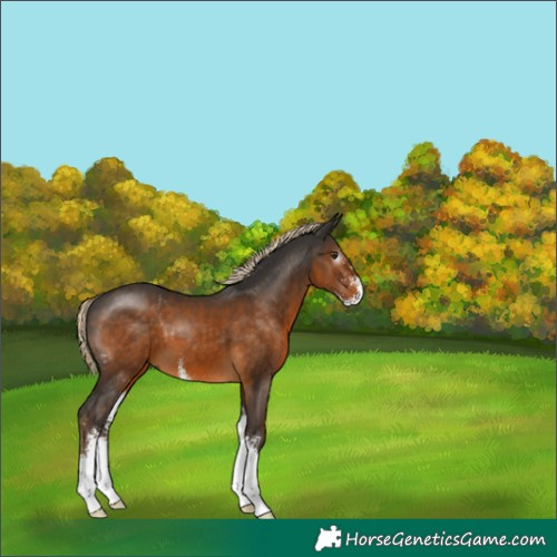 Horse Color:Gray Chocolate Palomino Sabino 