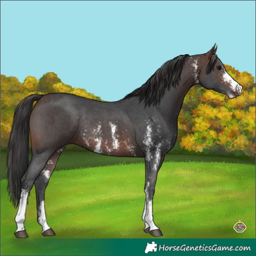 Horse Color:Brown Sabino Rabicano 