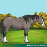 Horse Color:Grullo Splash 