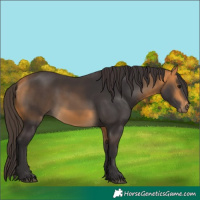Horse Color:Buckskin 