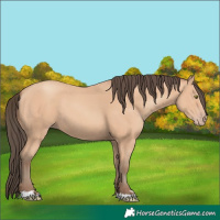 Horse Color:Amber Champagne 