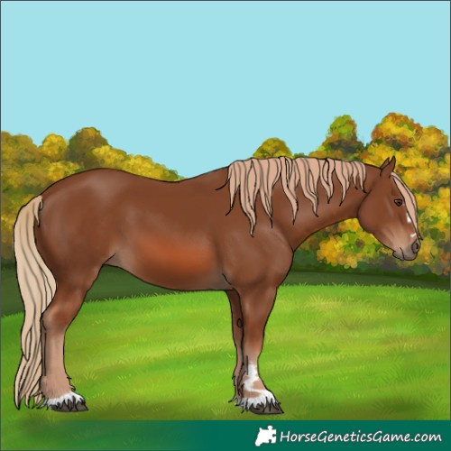 Horse Color:Chestnut 