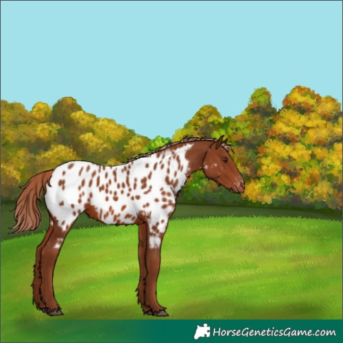 Horse Color:Chestnut Appaloosa 