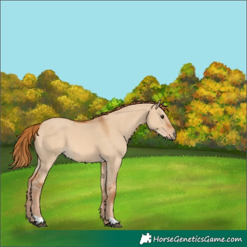 Horse Color:Red Dun 