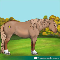 Horse Color:Red Dun 