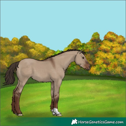 Horse Color:Liver Red Dun 