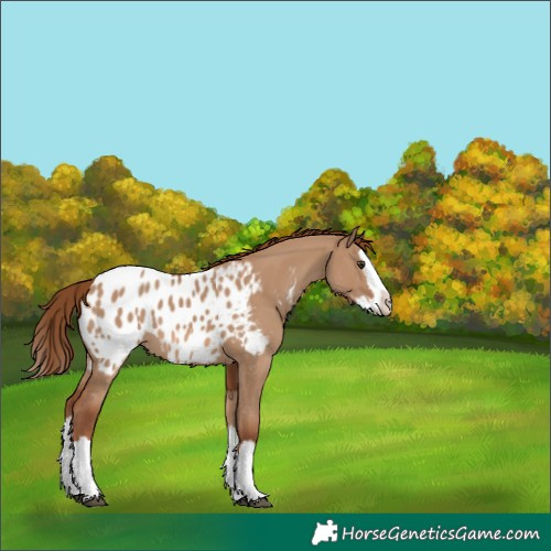Horse Color:Red Dun Splash Appaloosa 