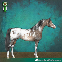 Horse Color:White Spotted Brown Dun Appaloosa 