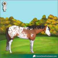 Horse Color:Bay Splash Appaloosa Rabicano 