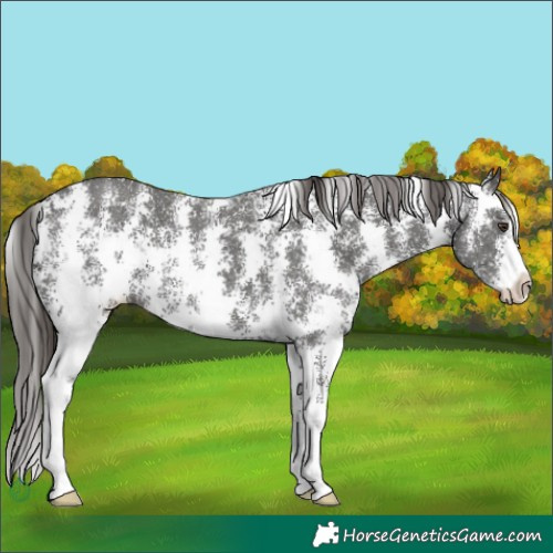 Horse Color:Liver Chestnut Sabino 
