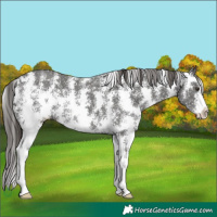 Horse Color:Liver Chestnut Sabino 