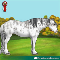 Horse Color:Grullo Sabino 