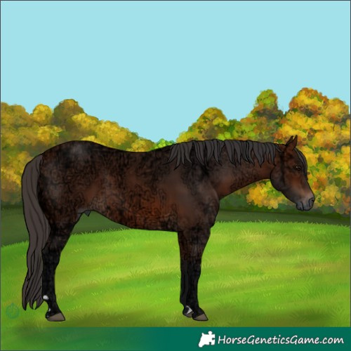 Horse Color:Bay Ice 