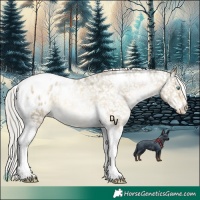 Horse Color:Silver Buckskin Pearl Mushroom Tobiano Blanket 