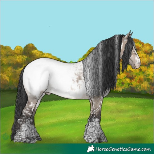 Horse Color:White Spotted Brown Dun Sabino Appaloosa 