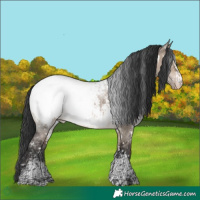 Horse Color:White Spotted Brown Dun Sabino Appaloosa 
