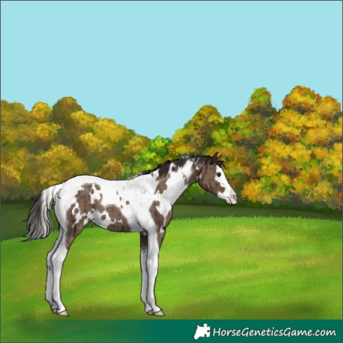Horse Color:White Spotted Liver Red Dun Splash Tobiano Brindle 