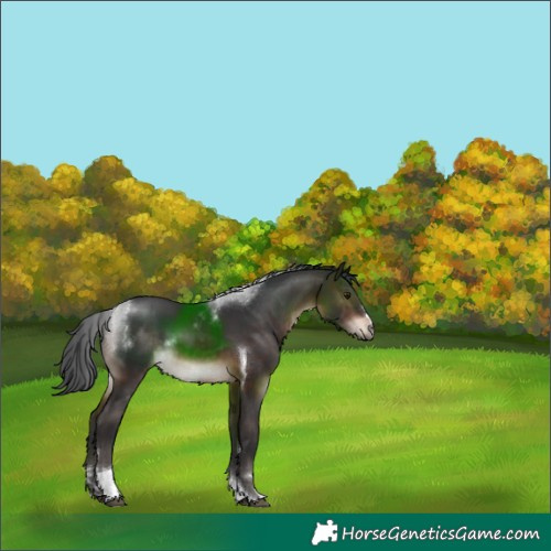 Horse Color:Brown Tobiano 