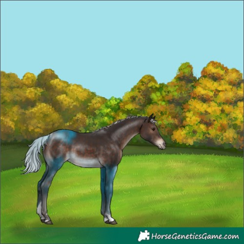 Horse Color:Silver Brown Tobiano 