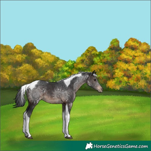 Horse Color:Brown Tobiano 