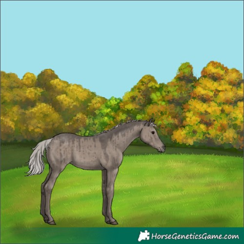 Horse Color:Silver Grullo Brindle 