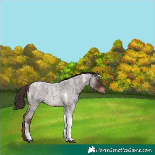 Horse Color:Liver Red Roan Tobiano 