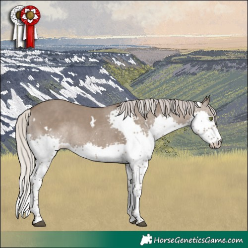 Horse Color:White Spotted Silver Grullo Splash Tobiano 