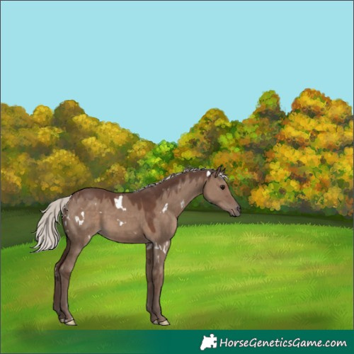 Horse Color:White Spotted Silver Grullo 