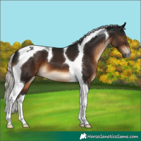 Horse Color:Gray Silver Brown Tobiano