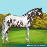 Horse Color:Gray White Spotted Silver Brown Tobiano Appaloosa