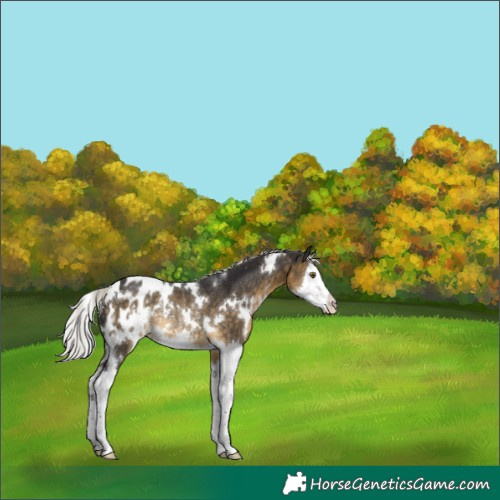 Horse Color:White Spotted Silver Buckskin Splash Blanket Rabicano 