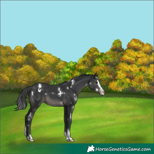 Horse Color:White Spotted Black Splash Tobiano Appaloosa Rabicano 