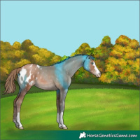 Horse Color:Chocolate Black Pearl Appaloosa 