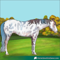 Horse Color:Chocolate Buckskin Pearl Near Leopard 