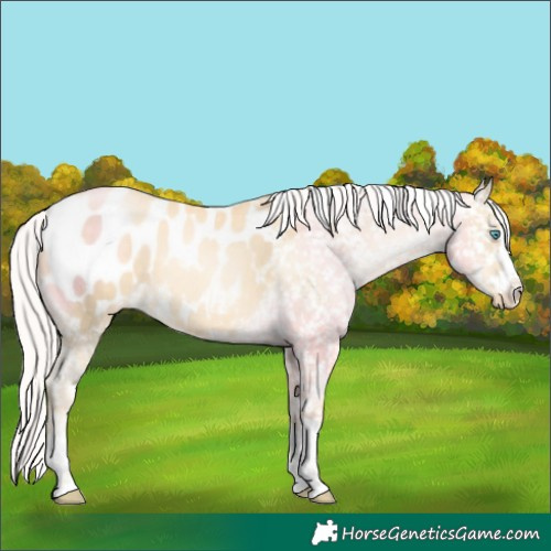 Horse Color:Silver Sable Cream Champagne Pearl Appaloosa 