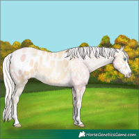 Horse Color:Silver Sable Cream Champagne Pearl Appaloosa 