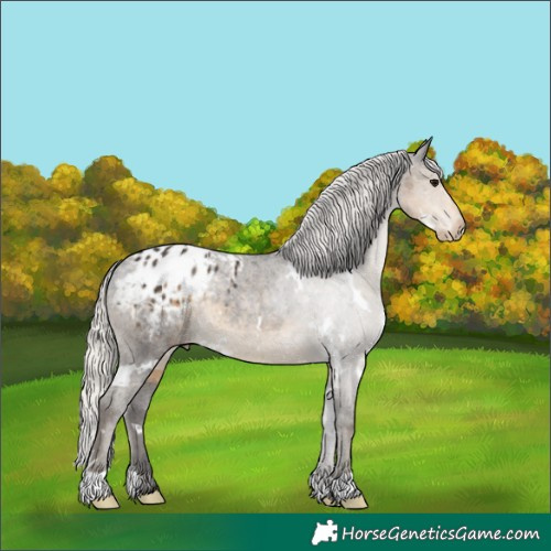 Horse Color:White Spotted Silver Smoky Black Varnish Rabicano 
