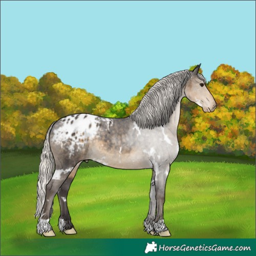 Horse Color:White Spotted Silver Smoky Black Appaloosa Rabicano 