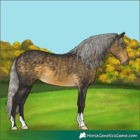Horse Color:Silver Buckskin 