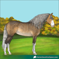 Horse Color:White Spotted Silver Buckskin Mushroom Rabicano