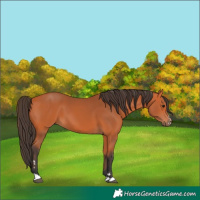 Horse Color:Bay 