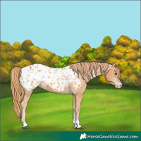 Horse Color:Chestnut Appaloosa 