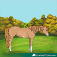 Horse Color:Chestnut Sabino